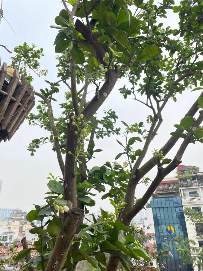 May Residence-800M From Opera House Hanoi Buitenkant foto
