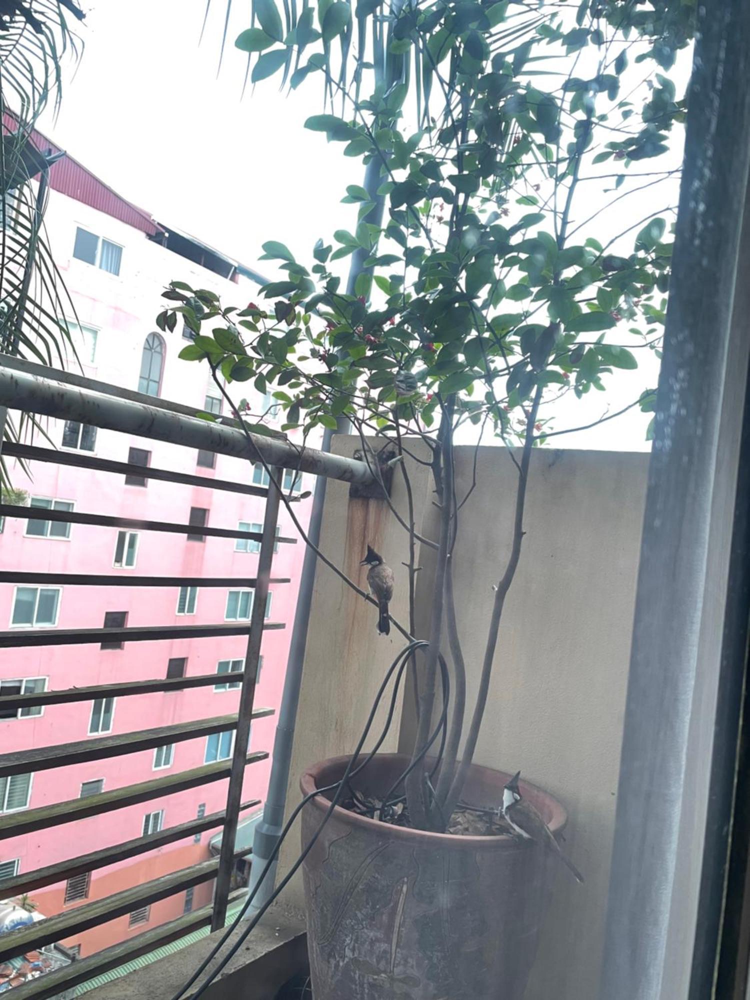 May Residence-800M From Opera House Hanoi Buitenkant foto